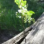 Spreewaldunterkunft Buchecker