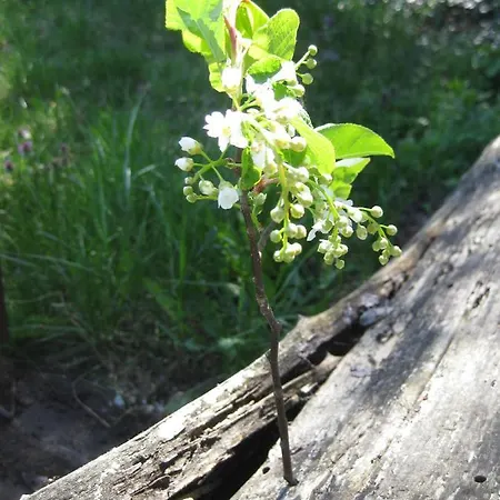 Spreewaldunterkunft Buchecker