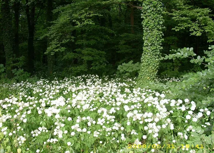 Spreewaldunterkunft Buchecker *