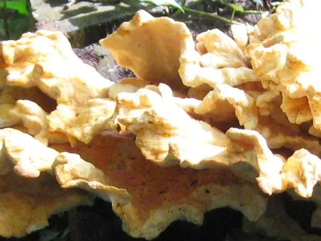 Spreewaldunterkunft Buchecker Lübben